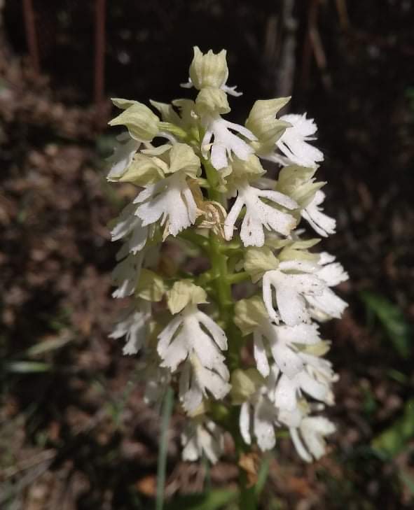 Image of Orchis purpurea specimen.