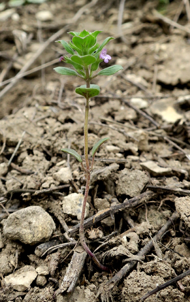 Изображение особи Ziziphora graveolens.