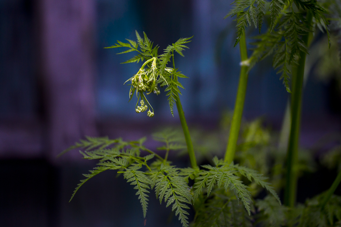 Изображение особи Anthriscus sylvestris.