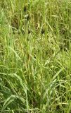 genus Tragopogon