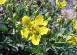 Potentilla orientalis