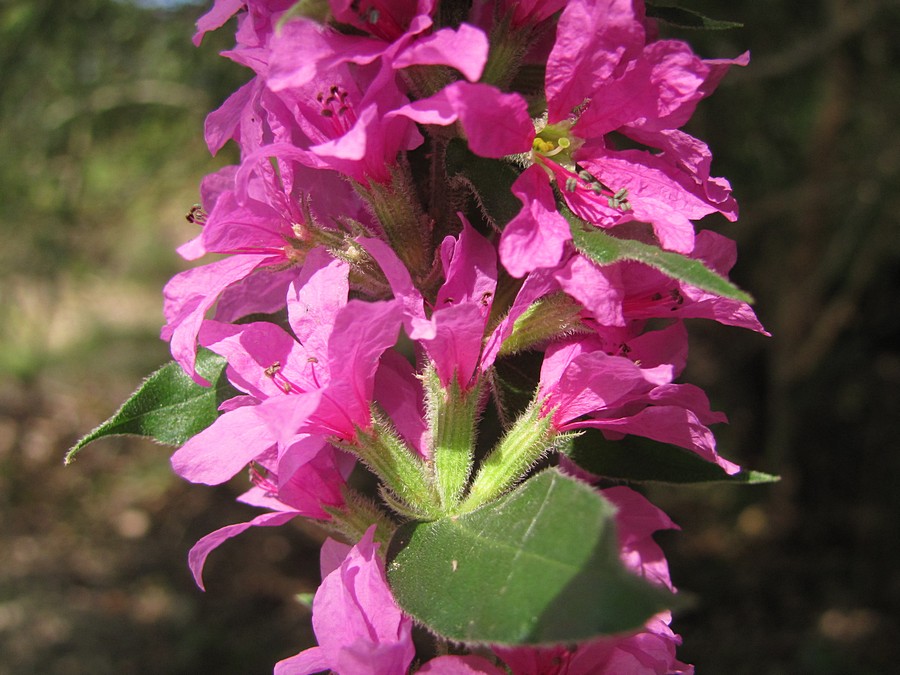 Image of Lythrum tomentosum specimen.