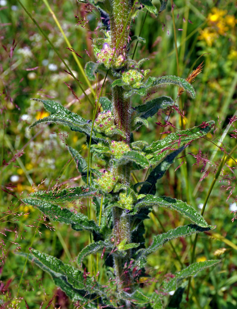 Image of Campanula cervicaria specimen.