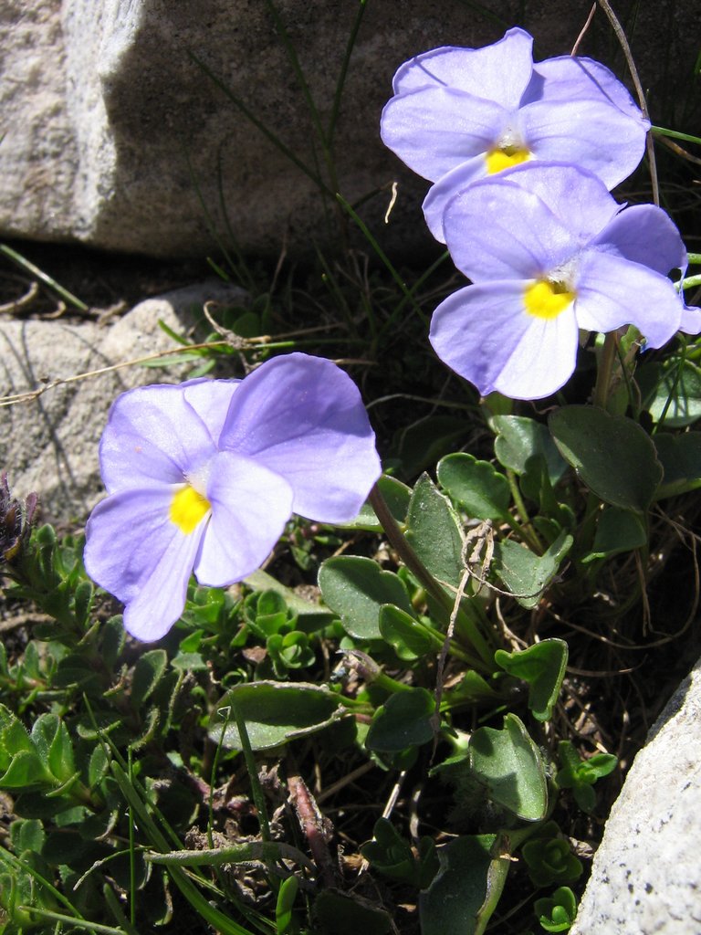 Изображение особи Viola grisebachiana.