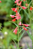 Penstemon barbatus