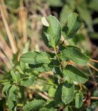 Sanguisorba obtusa. Лист. Санкт-Петербург, Адмиралтейский р-н, остров Новая Голландия, в культуре. 08.09.2020.