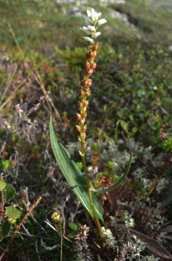 Image of Bistorta vivipara specimen.