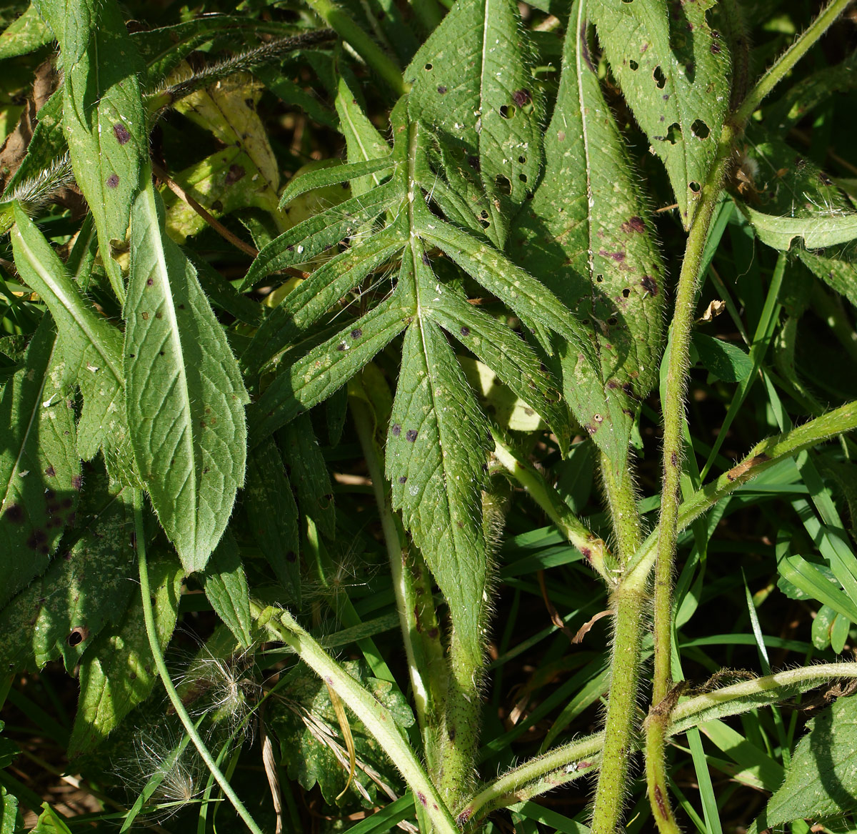 Image of Knautia arvensis specimen.