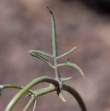 Sonchus tenerrimus