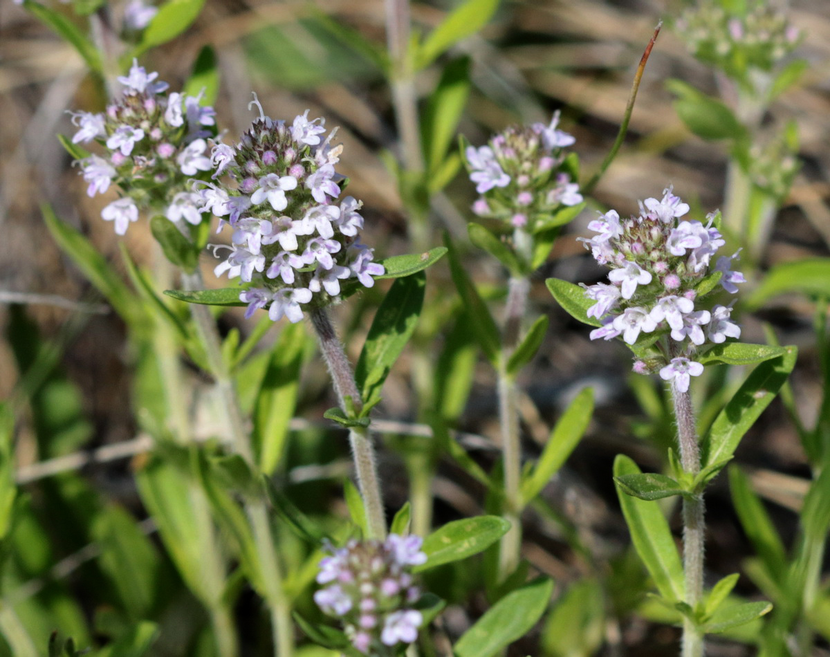 Изображение особи Thymus marschallianus.