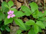 Rubus arcticus
