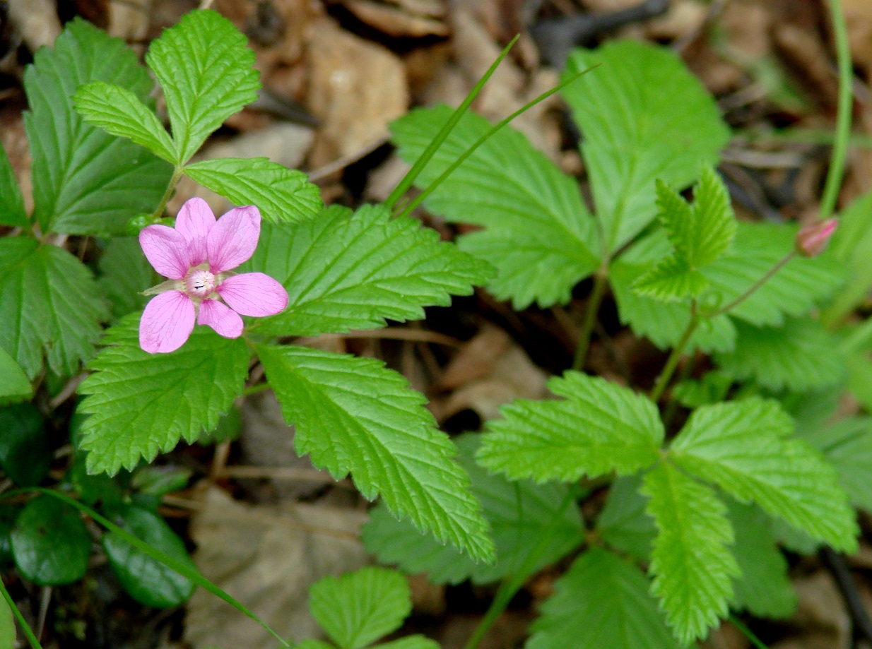 Изображение особи Rubus arcticus.