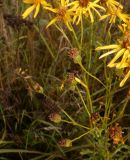 Senecio jacobaea