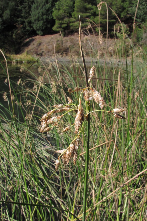 Изображение особи Schoenoplectus litoralis.