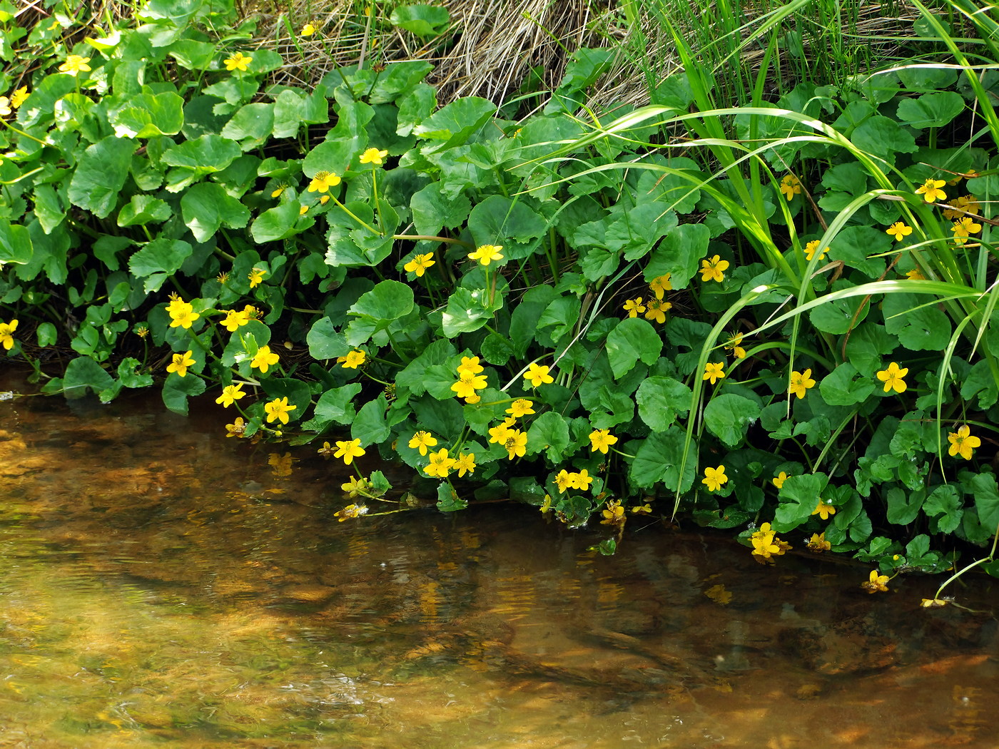 Изображение особи Caltha palustris.