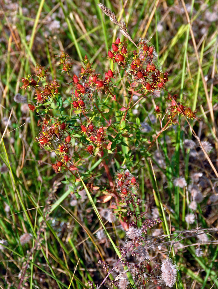 Image of Hypericum perforatum specimen.