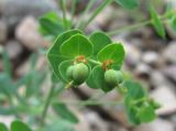 genus Euphorbia