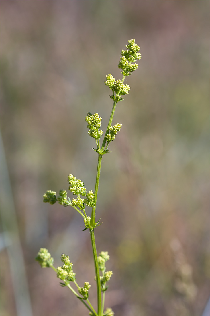 Изображение особи род Galium.