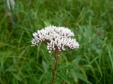 Eupatorium lindleyanum