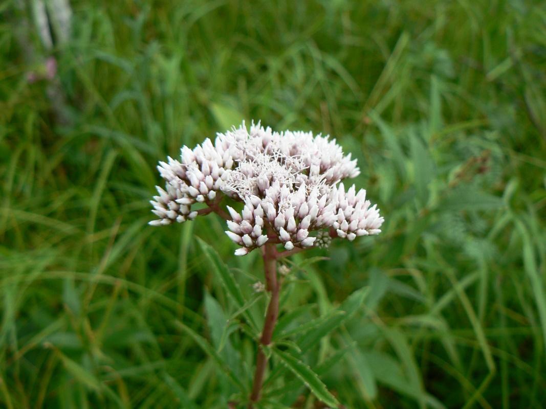 Image of Eupatorium lindleyanum specimen.