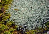 genus Cladonia
