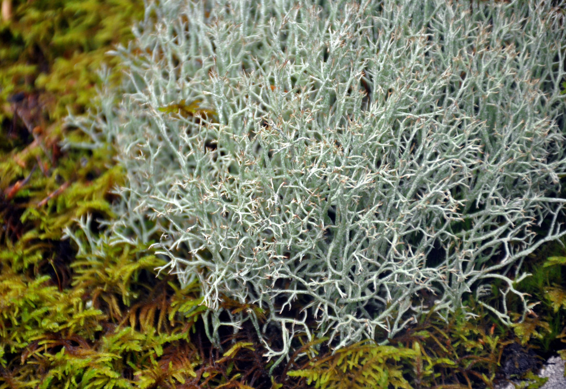 Изображение особи род Cladonia.