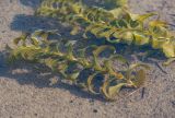 Potamogeton perfoliatus