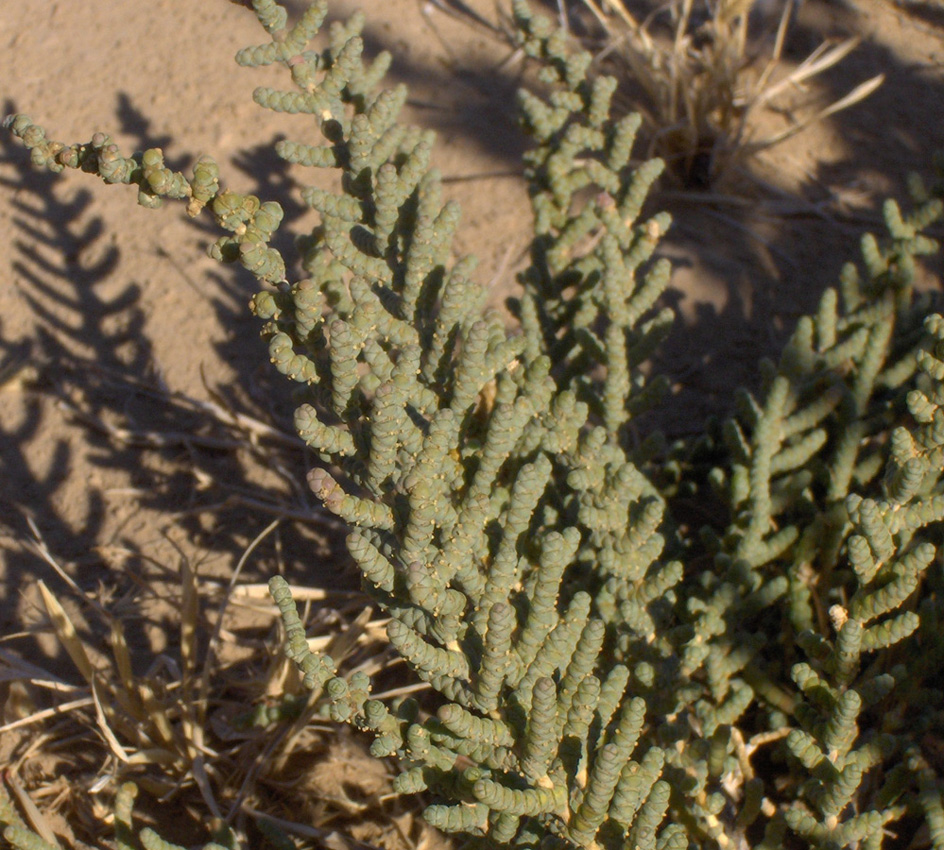 Image of Halostachys belangeriana specimen.