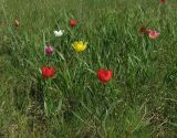 Tulipa suaveolens