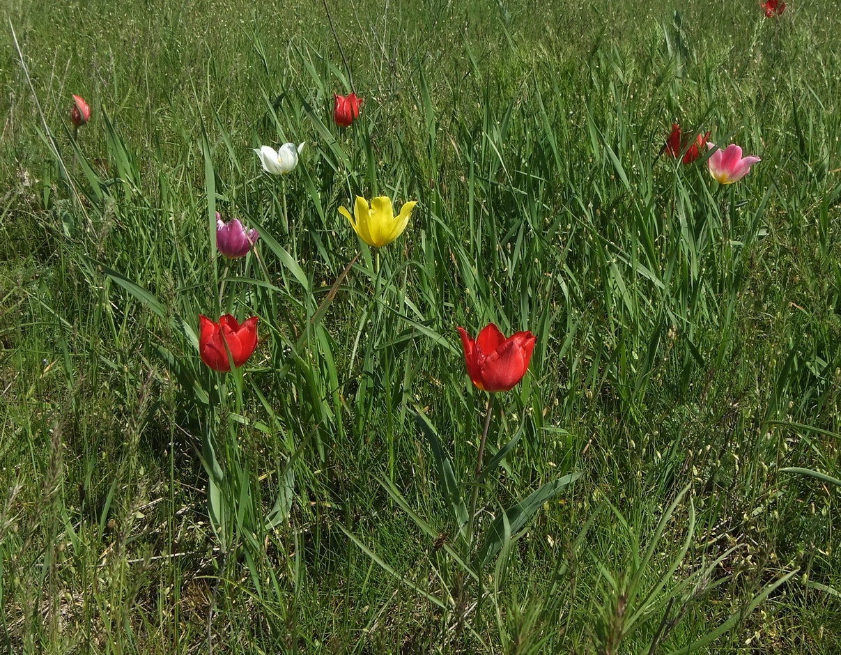 Изображение особи Tulipa suaveolens.