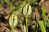 Tulipa clusiana