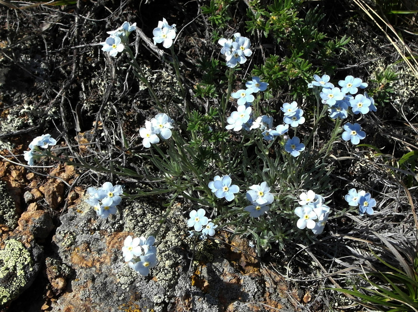 Изображение особи род Myosotis.