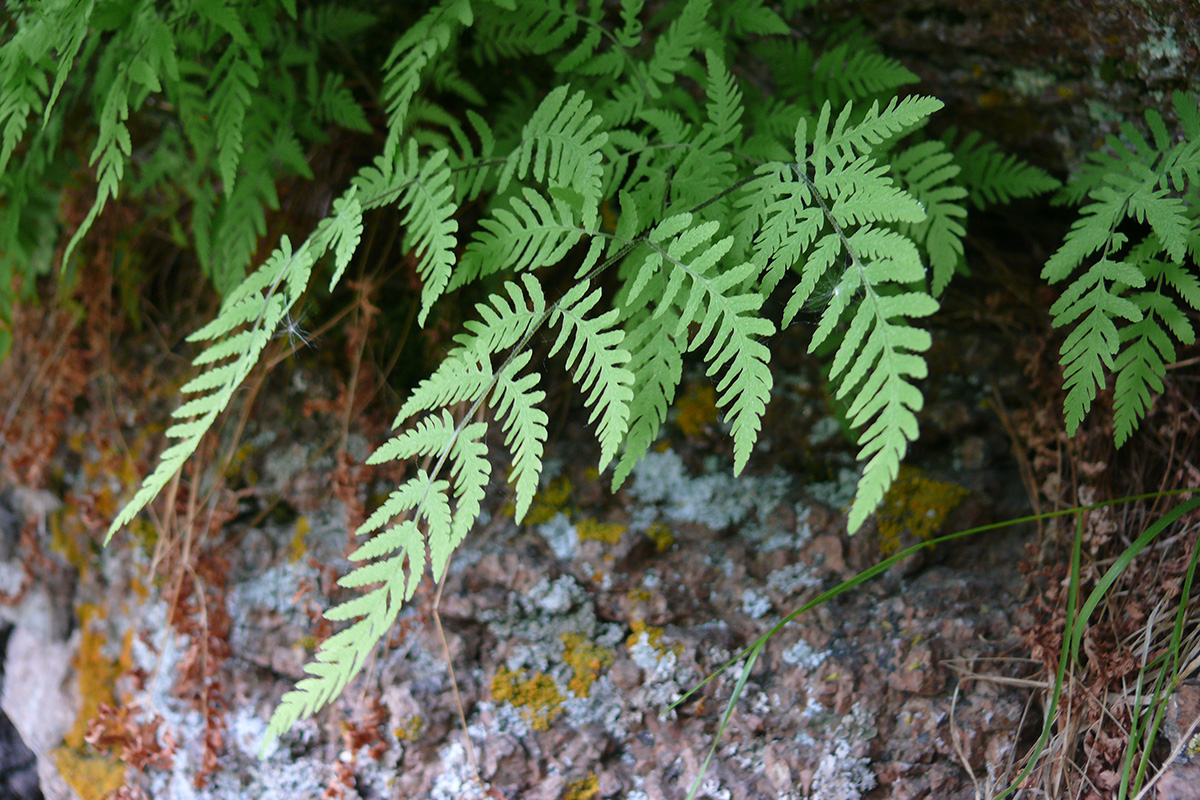 Image of Gymnocarpium jessoense specimen.