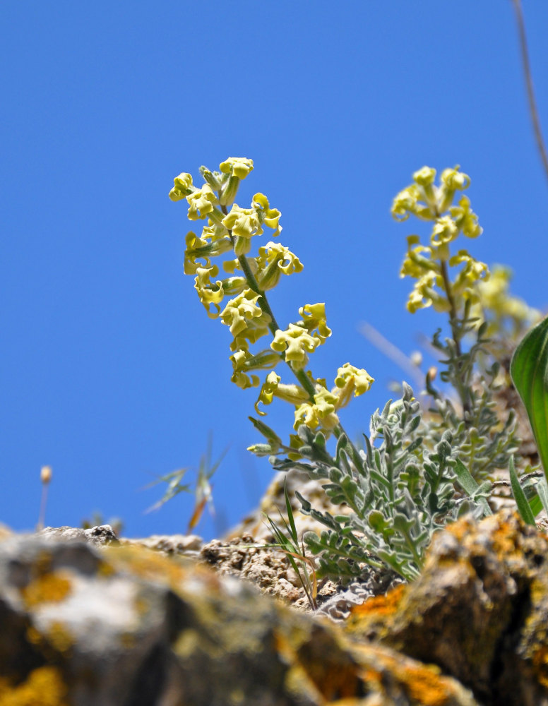 Image of Matthiola odoratissima specimen.