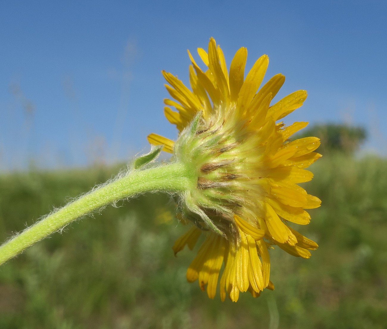 Изображение особи Inula oculus-christi.