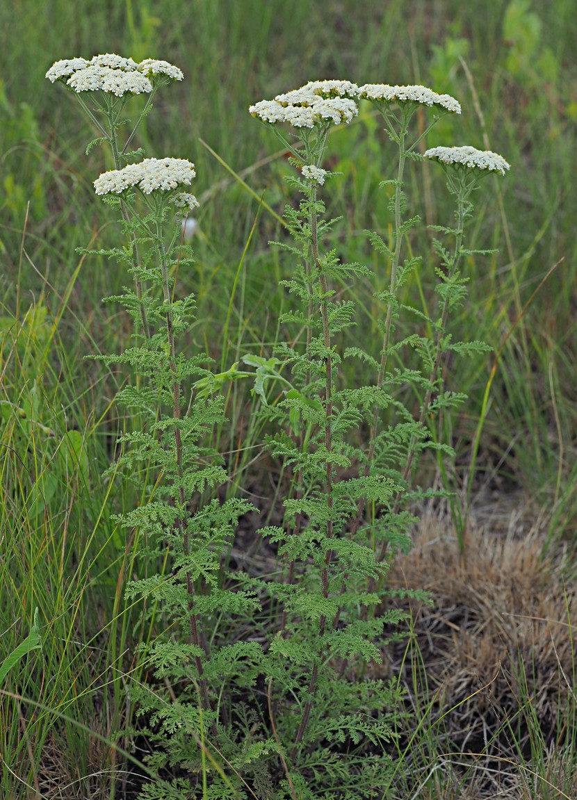 Изображение особи Achillea nobilis.