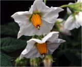 Solanum tuberosum