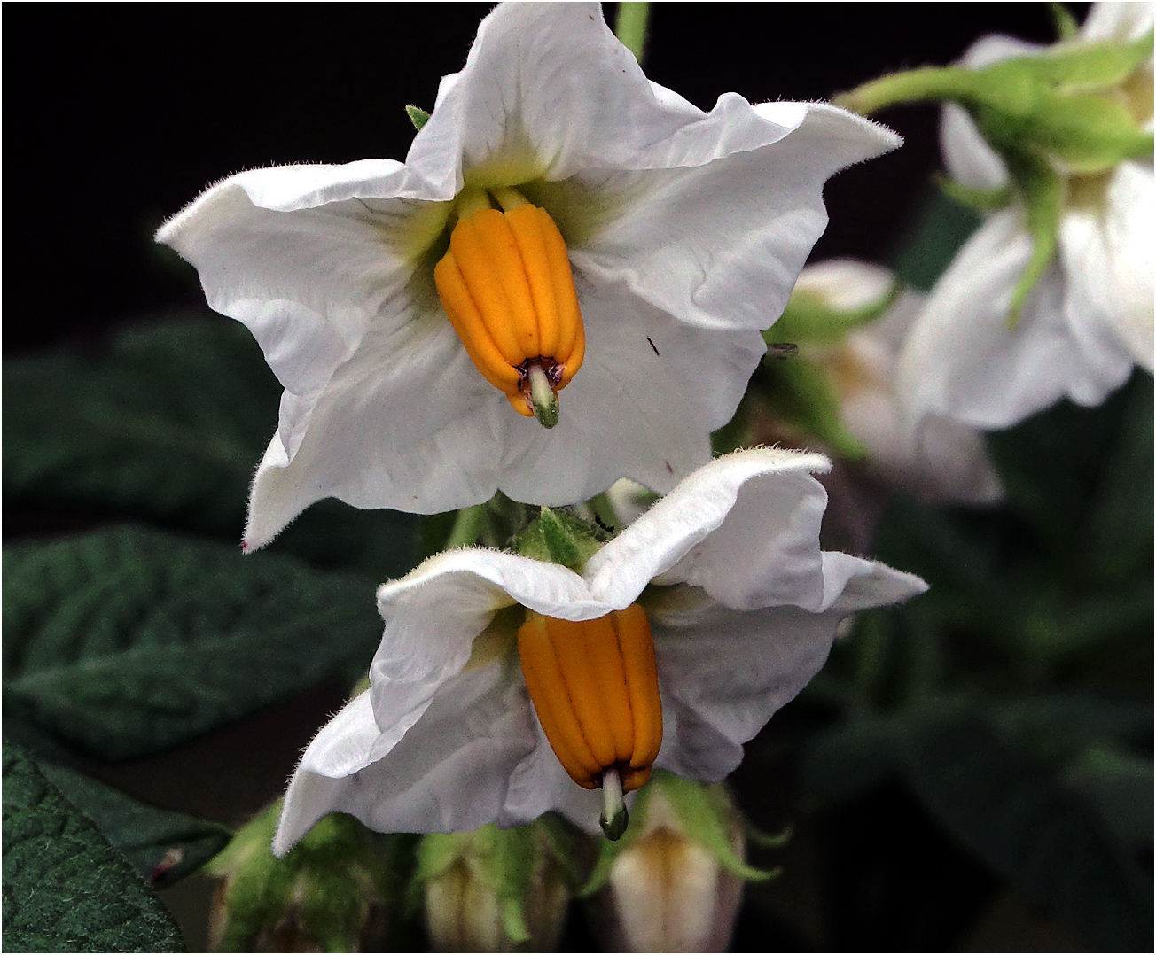 Изображение особи Solanum tuberosum.