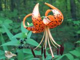 Lilium lancifolium