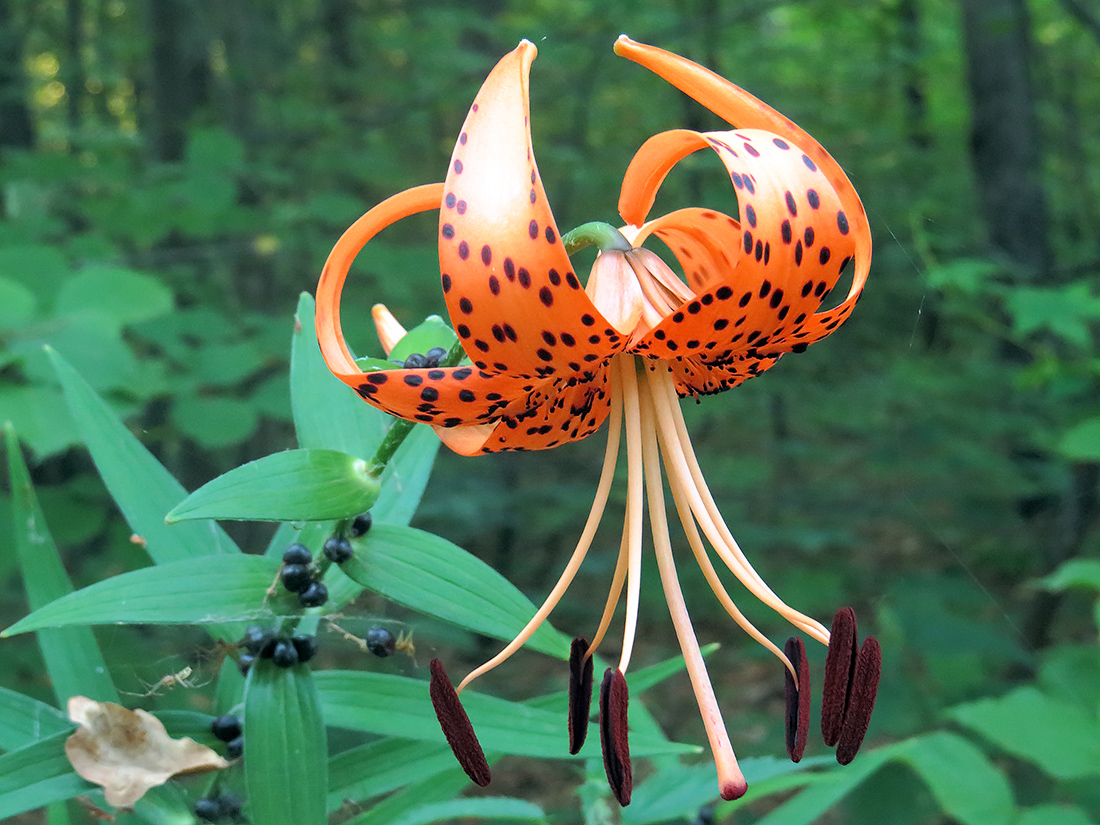 Image of Lilium lancifolium specimen.