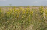 Senecio paucifolius