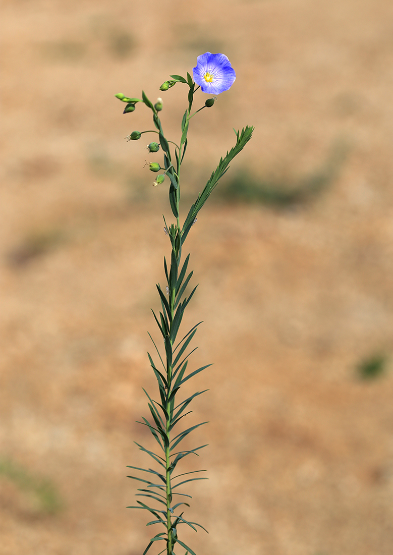 Изображение особи Linum amurense.