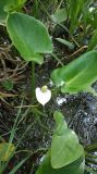 Calla palustris