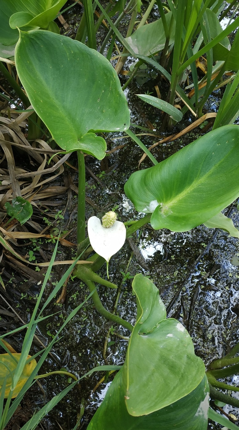 Изображение особи Calla palustris.