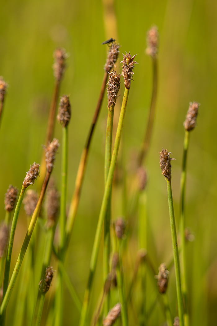 Image of genus Eleocharis specimen.