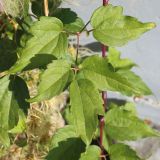Clematis vitalba. Лист. Ростовская обл., г. Таганрог, в озеленении во дворе. 11.10.2021.
