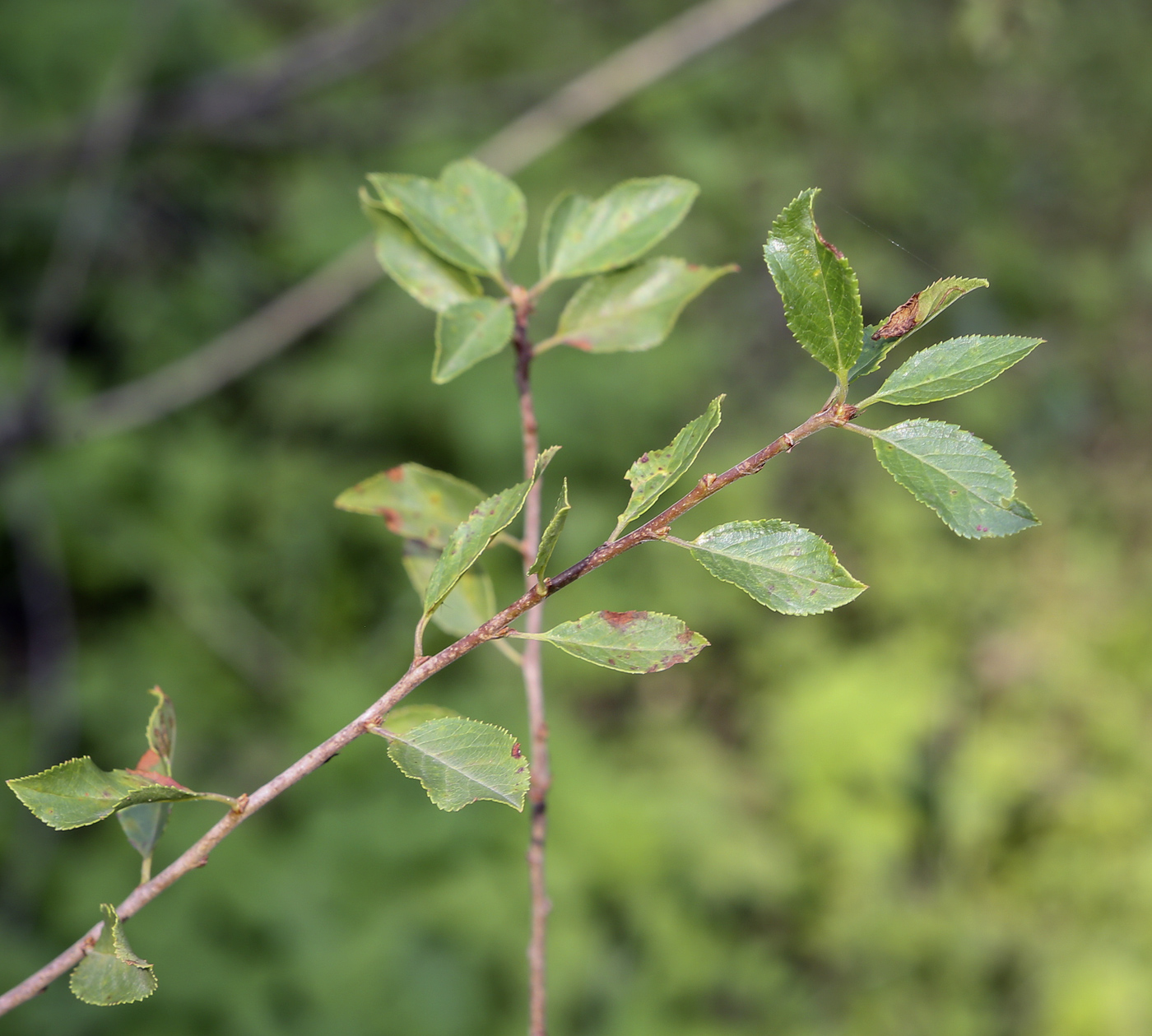 Image of Cerasus tianshanica specimen.