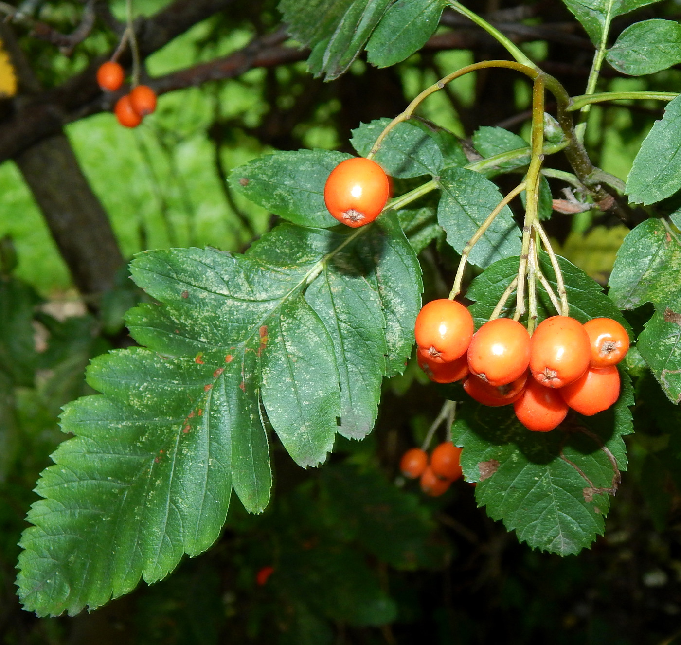 Изображение особи Sorbus intermedia.