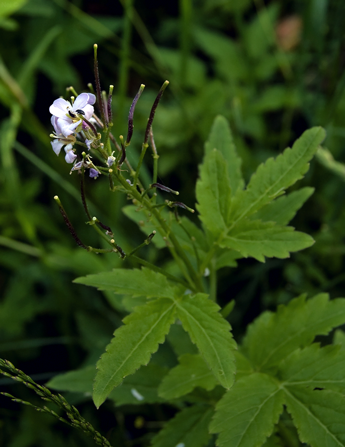 Изображение особи Cardamine macrophylla.