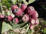 Opuntia stricta. Плоды. Греция, Эгейское море, о. Сирос, местечко Миттакас (Μυττακας), обочина горной асфальтированной дороги. 26.04.2021.